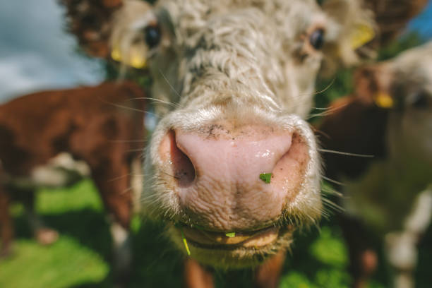 istock Cow Grazing On Field Against Sky 923766360