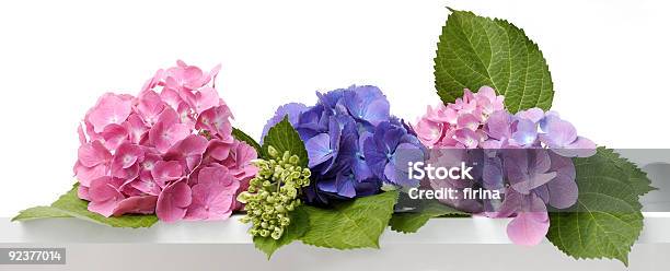 Hortensia Stockfoto und mehr Bilder von Blatt - Pflanzenbestandteile - Blatt - Pflanzenbestandteile, Blau, Blume