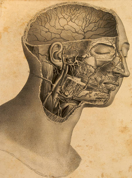 istock Antique anatomy plate of human head 92377148