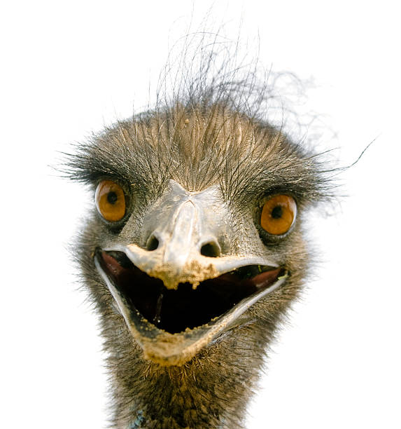 istock Emu to Meet You 92377200