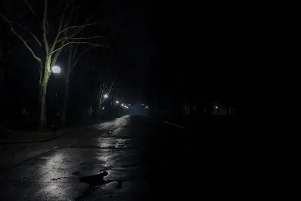 Photo of photo of an avenue of a park at night with street lamps and wet asphalt