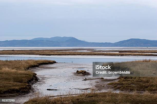 Eagle Stockfoto und mehr Bilder von Bundesstaat Washington - Bundesstaat Washington, Sumpf, Fluss