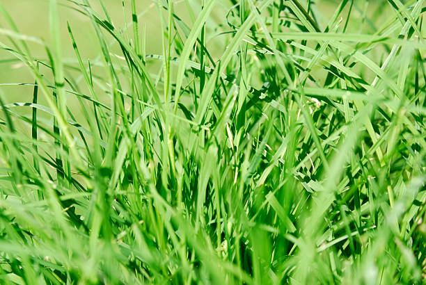 grass stock photo