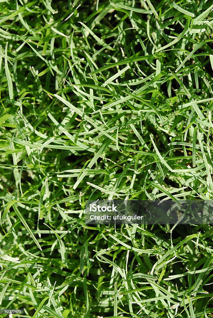 herbe - Photo de Brin d'herbe libre de droits
