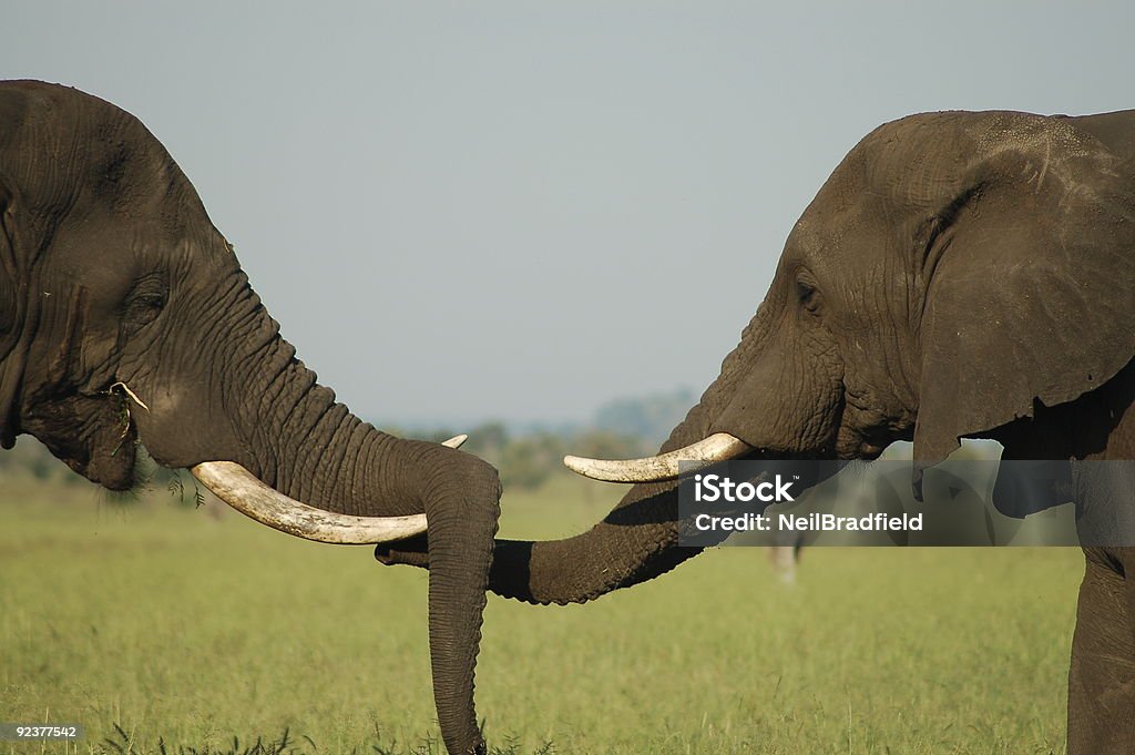 Elephant Freundschaft - Lizenzfrei Afrikanischer Elefant Stock-Foto