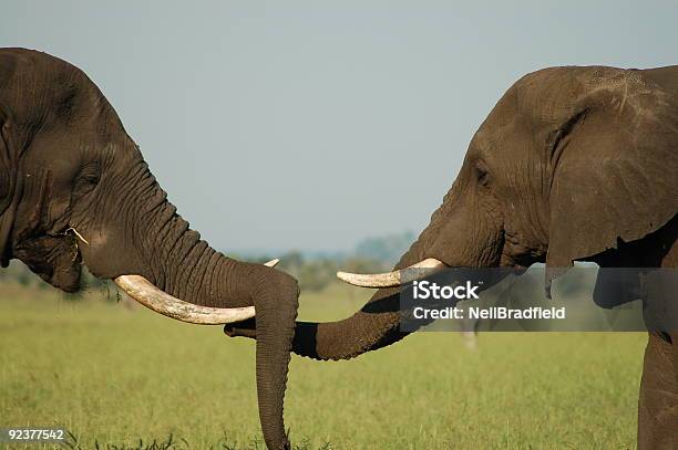 Słoń Przyjaźń - zdjęcia stockowe i więcej obrazów Bez ludzi - Bez ludzi, Ciosy, Dzikie zwierzęta