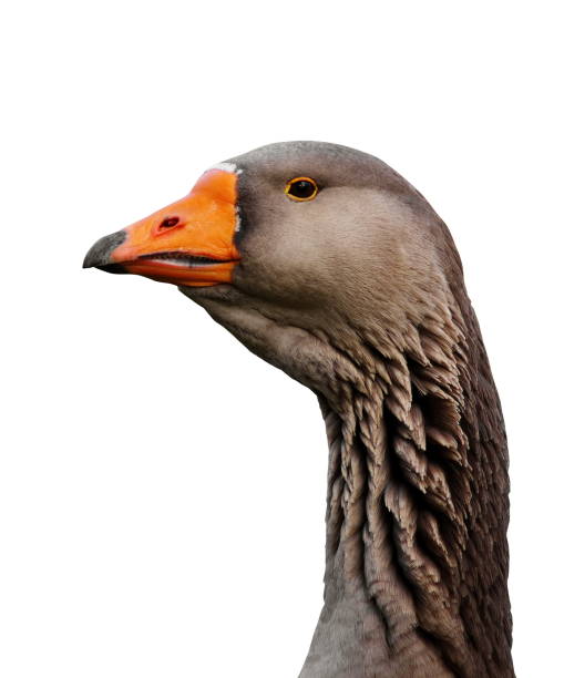 istock Close-Up Of Greylag Goose Against White Background 923775530