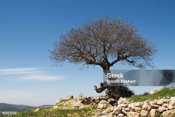 Albero Solitario Su Una Collina - Fotografie stock e altre immagini di Agricoltura - Agricoltura, Albero, Ambientazione esterna