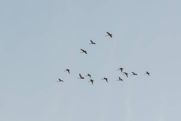 istock Low Angle View Of Birds Flying Against Clear Sky 923776242