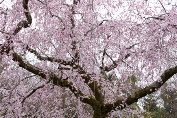 istock Cherry Blossom in Japan 923776550