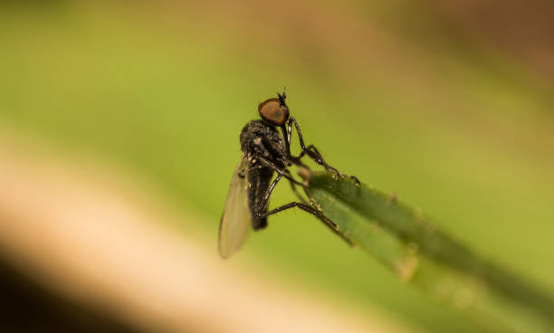 istock Macro shot of Fly 923776804