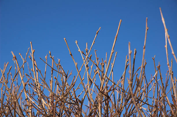 Winter branches  alintal stock pictures, royalty-free photos & images
