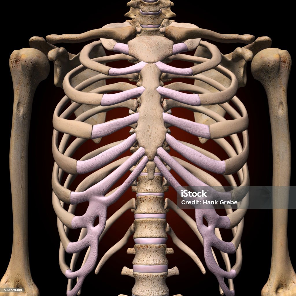 human ribs