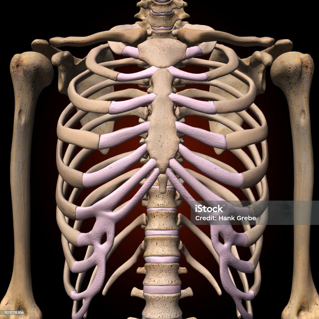 Human Spine And Ribs Human Spine And Ribs
