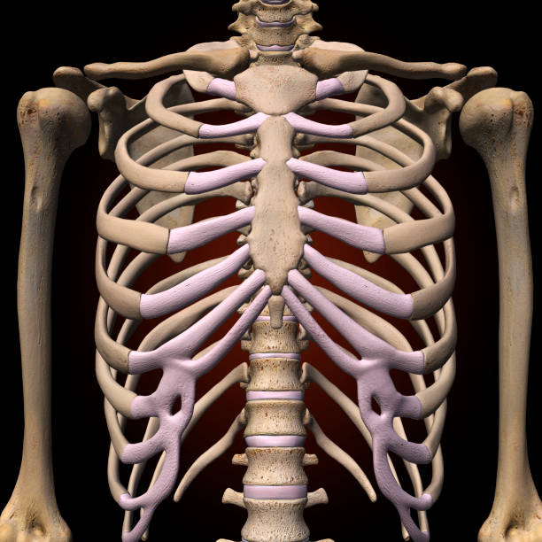 Pin på rib cage