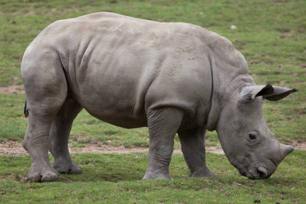 istock Southern white rhinoceros (Ceratotherium simum). 923778578