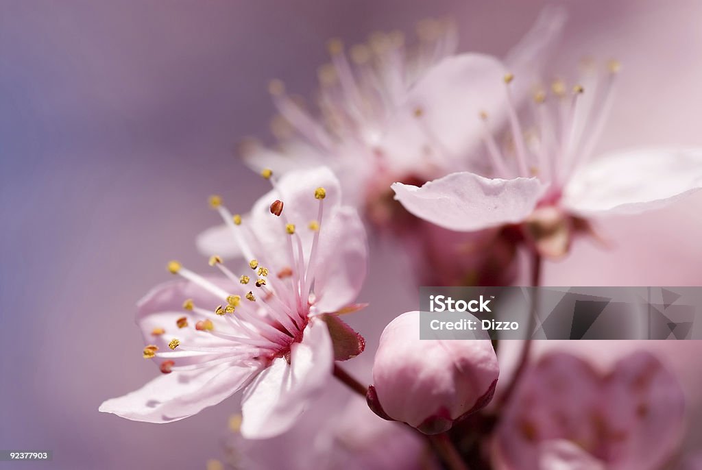 Frutos Árvore florescendo na Primavera - Royalty-free Ameixa - Fruta Foto de stock