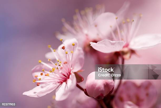 Frutos Árvore Florescendo Na Primavera - Fotografias de stock e mais imagens de Ameixa - Fruta - Ameixa - Fruta, Beleza natural, Botânica - Ciência de plantas