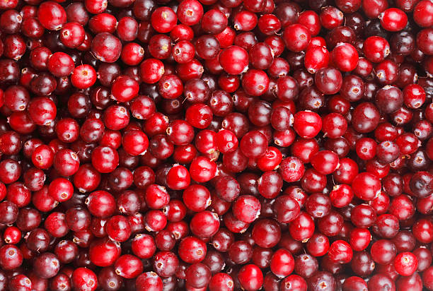 istock Red bunch of cranberries as a background 92377967