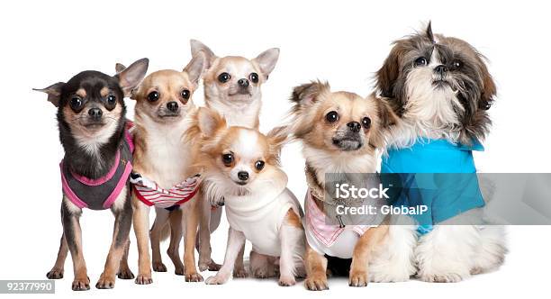 Grupo De Perros Vestido De 5 Chihuahuas Y Shih Tzu Foto de stock y más banco de imágenes de Chihuahua - Perro de pura raza