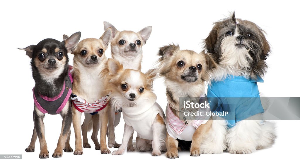 Grupa psów ubrany-up: 5 chihuahuas i Shih Tzu - Zbiór zdjęć royalty-free (Chihuahua - Pies rasowy)