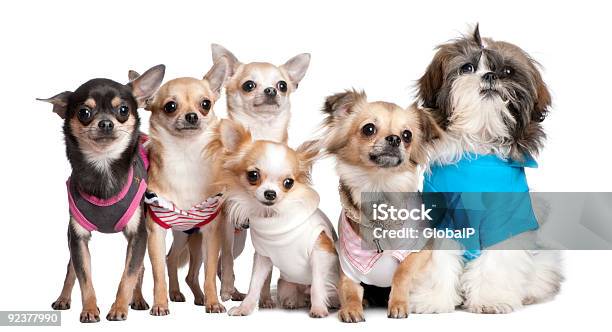 Grupa Psów Ubranyup 5 Chihuahuas I Shih Tzu - zdjęcia stockowe i więcej obrazów Chihuahua - Pies rasowy - Chihuahua - Pies rasowy, Fajny, Odzież