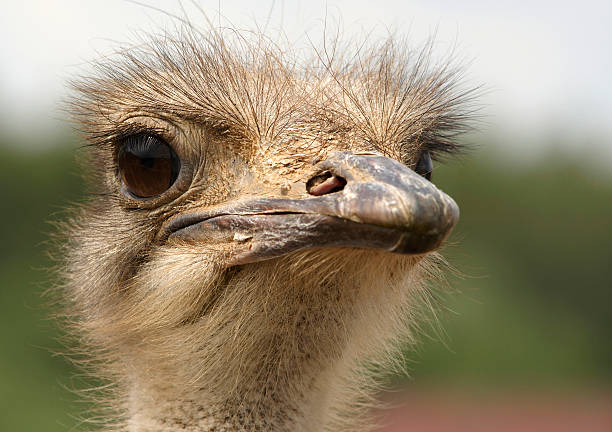 istock Head of Afrcian Ostrich 92378004