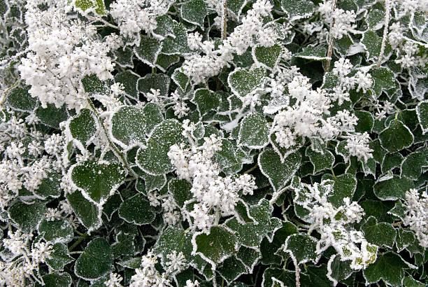 scène d'hiver, de feuilles vertes et de cristaux de neige - heart shape snow ice leaf photos et images de collection