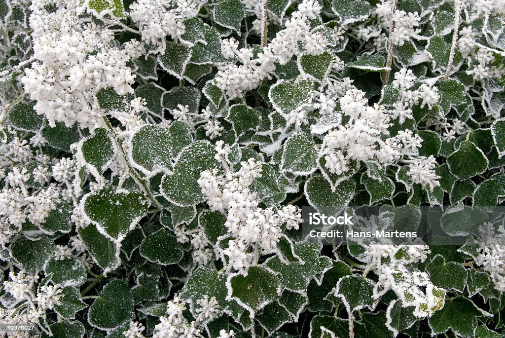 Zimowej scenerii, zielone liście pokryte płatki śniegu - Zbiór zdjęć royalty-free (Bez ludzi)