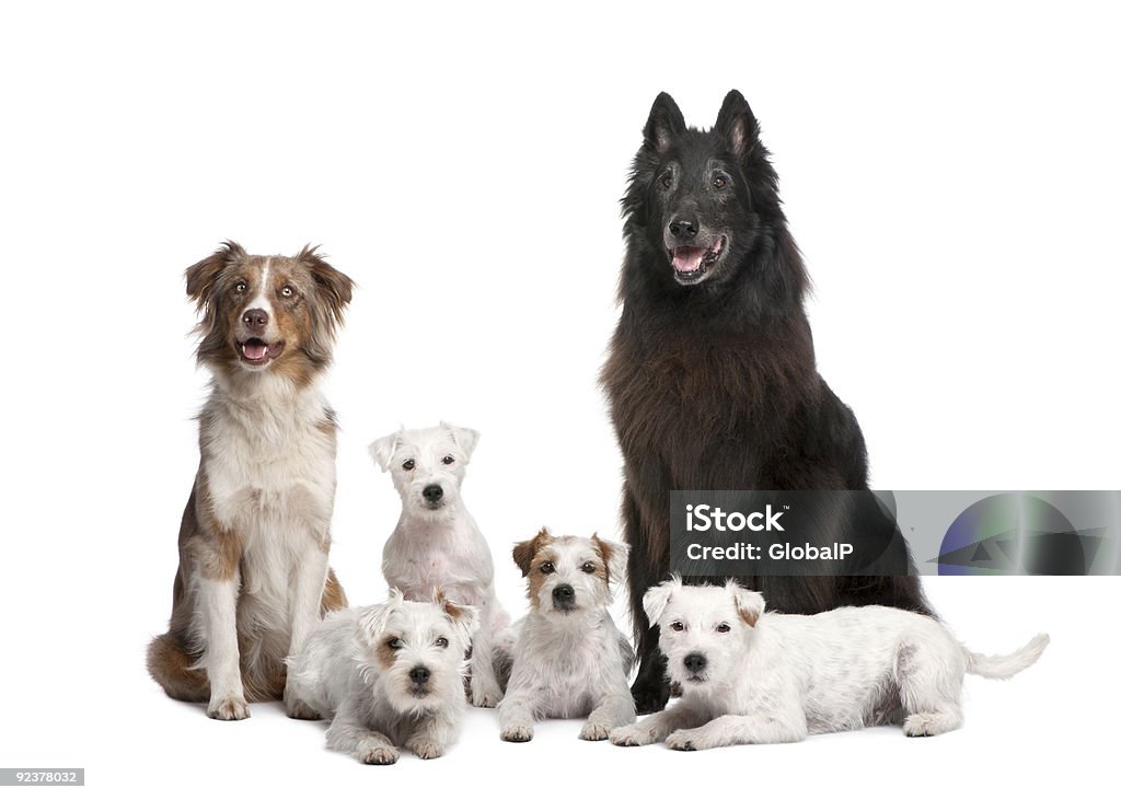 Groupe de cinq chiens; Parson Russell Terrier Berger australien - Photo de Chien libre de droits