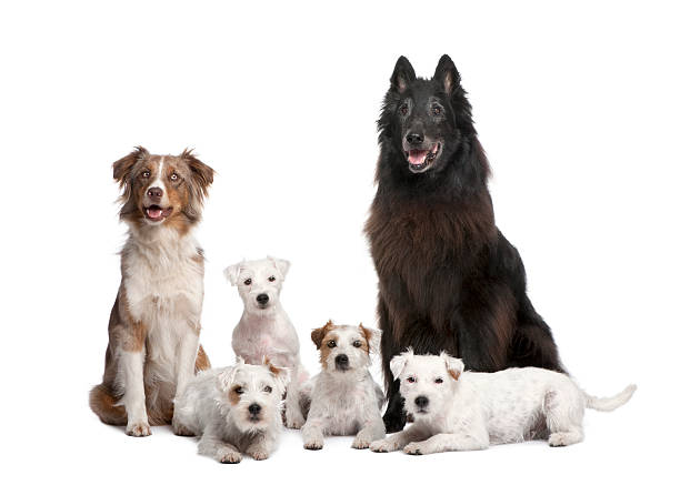istock Group of 5 dogs; Parson Russell Terrier, Australian Shepherd 92378032