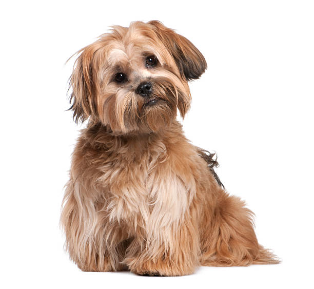 istock Shih Tzu puppy (8 months old) 92378036