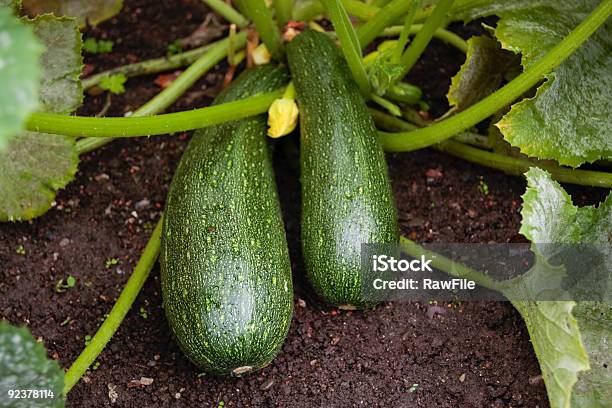 Pianta Di Midollo Osseo - Fotografie stock e altre immagini di Piantare - Piantare, Zucchino, Agricoltura