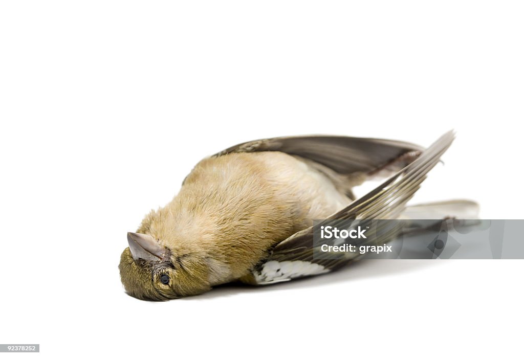 Isolado dead pássaro - Foto de stock de Pássaro royalty-free
