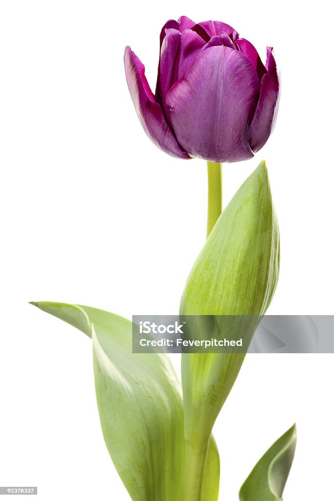 Purple Tulip on a White Background - XXXL  April Stock Photo