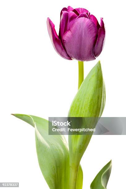 Purple Tulip On A White Background Xxxl Stock Photo - Download Image Now - April, Beauty In Nature, Blossom