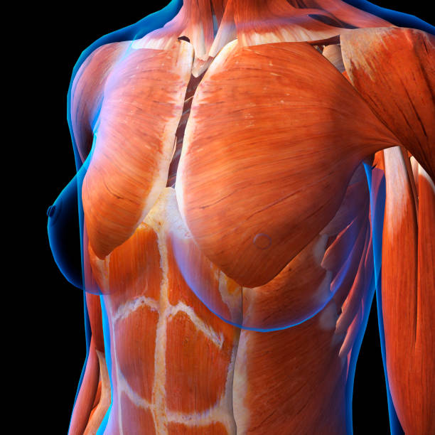 istock Female Chest Muscles X-ray View on Black 923783530