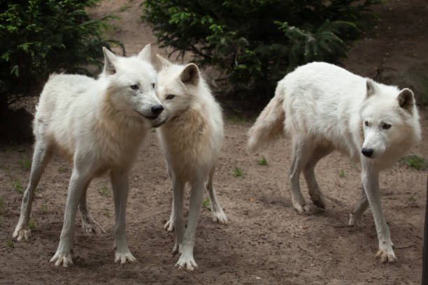 lobo ártico (cão lupus arctos - ellesmere island - fotografias e filmes do acervo