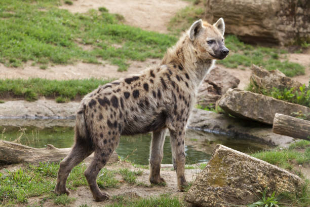 Spotted hyena (Crocuta crocuta) Spotted hyena (Crocuta crocuta), also known as the laughing hyena. spotted hyena photos stock pictures, royalty-free photos & images