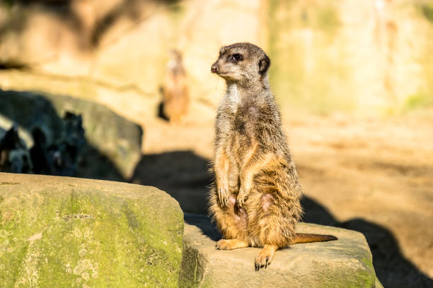 istock Alert meerkat ,Suricata suricatta, standing on guard 923784970