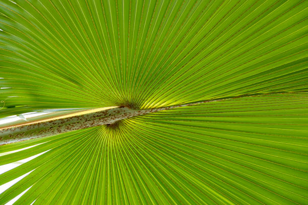 istock green leaves of palm tree 923792134