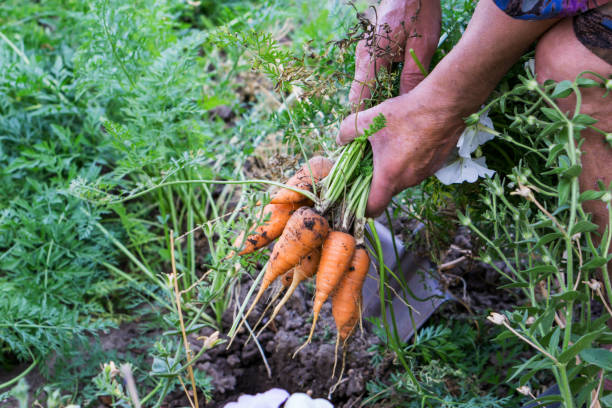 Hand of elderly man pulling ecologically grown carrots from the garden. Shallow depth of focus. Concept agro culture. Hand of elderly man pulling ecologically grown carrots from the garden. Shallow depth of focus. Concept agro culture. carrot garden stock pictures, royalty-free photos & images