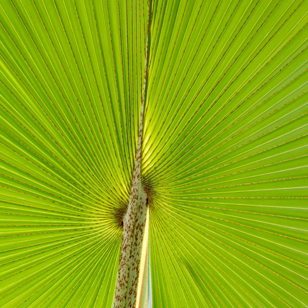 istock green leaves of palm tree 923792444