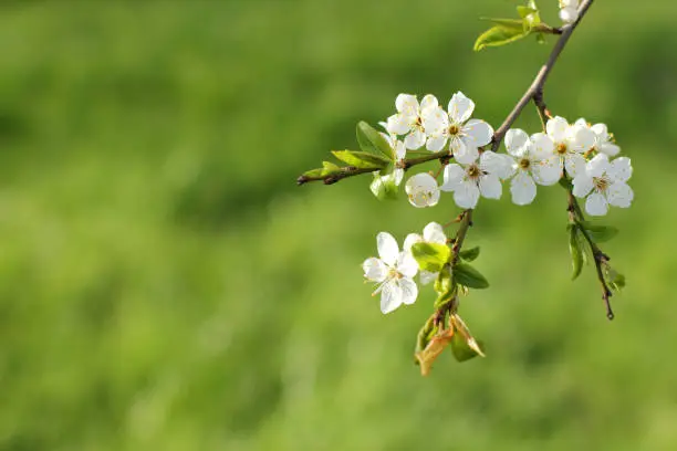 white flowers in spring time on a green background