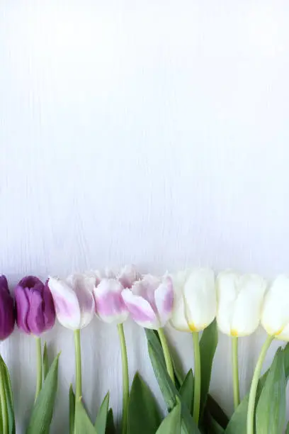 Flat lay of tulips on a white wooden table top view