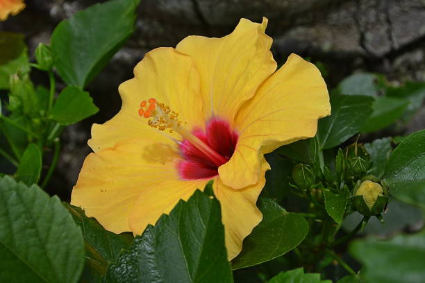 istock Beautiful hibiscus flower 923798990