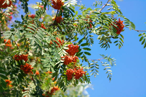 istock ashberry at dry sunny day 923799420