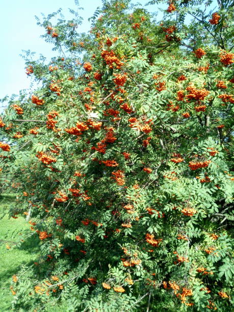 asche-beere an trockenen, sonnigen tag - berry fruit fruit ash autumn stock-fotos und bilder