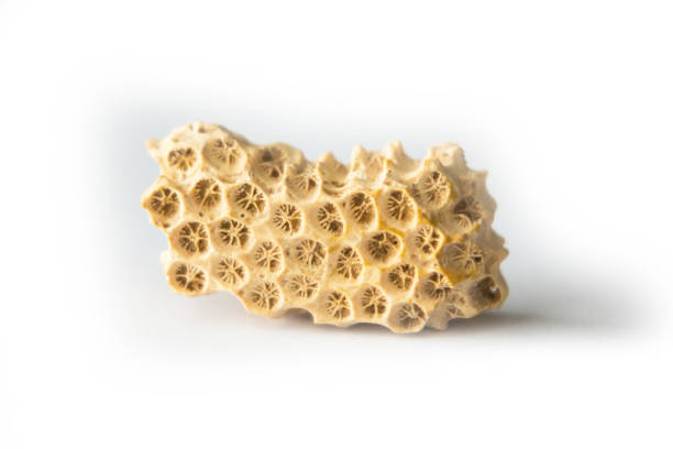 istock Dead sea coral isolated macro 923802268
