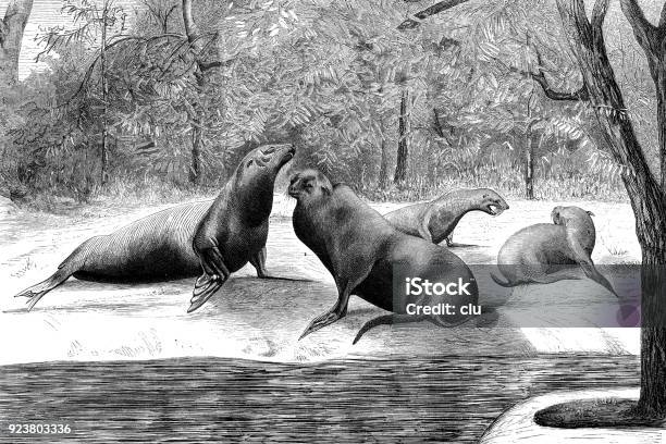 Sea Lions Stock Illustration - Download Image Now - 1875, 19th Century, 2018